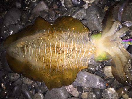 浜、湾内ともに連日アオリイカ、ヒラメ、モンゴウ、タコその他